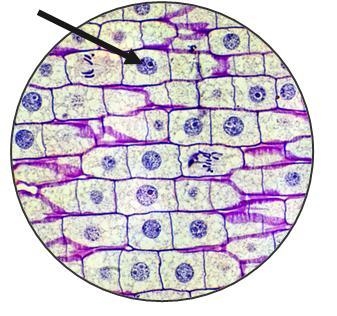 Which structure is the arrow pointing to? What is the function of this organelle?-example-1