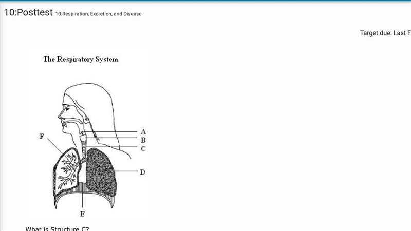 What is Structure C? epiglottis trachea larynx bronchi-example-1