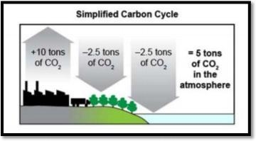 The model that shows the cycling of carbon helps us to better understand that… Carbon-example-1