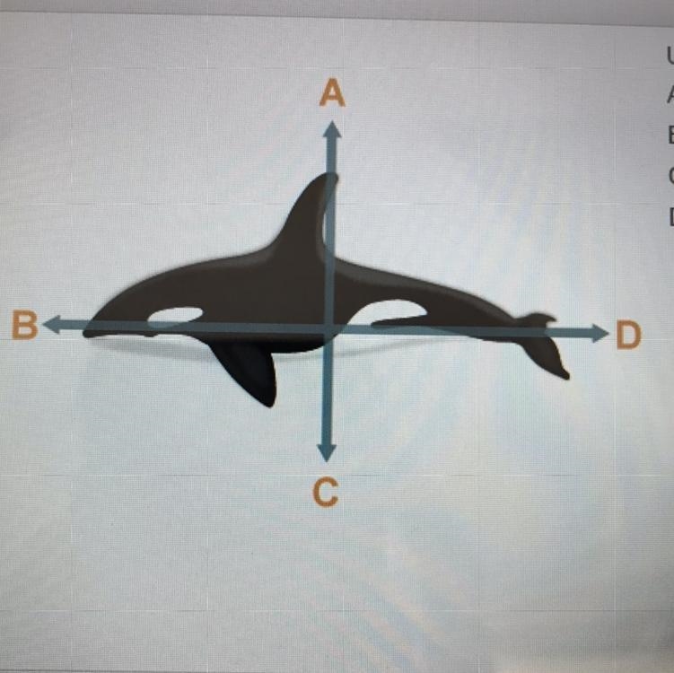 Use the image to identify each of the labeled regions. A: B: C: D:-example-1