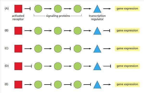 Which diagram best illustrates the economic concept of opportunity cost?-example-1