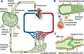 Describing the Structure of Lymphatic Vessels Place a single word into each sentence-example-2