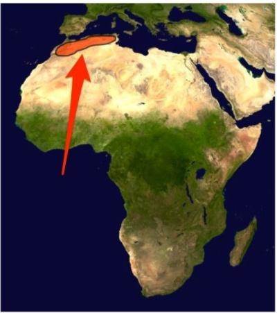 What is the name of this mountain range found in northern Africa? A) Andes B) Kilimanjaro-example-1