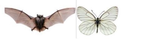 From the images, what can you infer about the wings of the bat and the butterfly-example-1