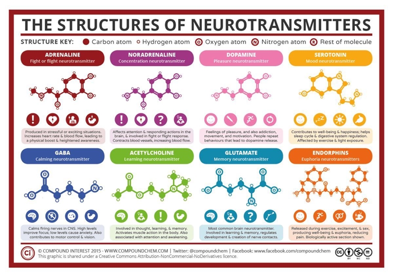 A neurotransmitter is released into a synapse, but it has no effect on a neighboring-example-1