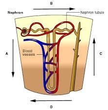 Which arrow indicates the direction of a gradient of increasiFiltrate is formed as-example-1