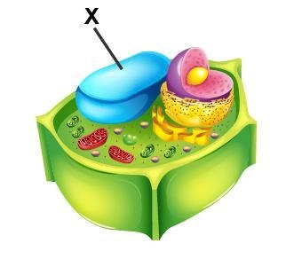 Examine the diagram of a cell. Which organelle is marked with an X? A. lysosome B-example-1