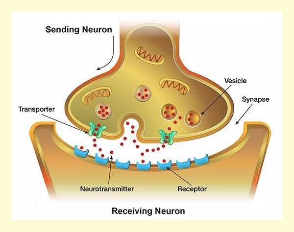 A neurotransmitter is released into a synapse, but it has no effect on a neighboring-example-2