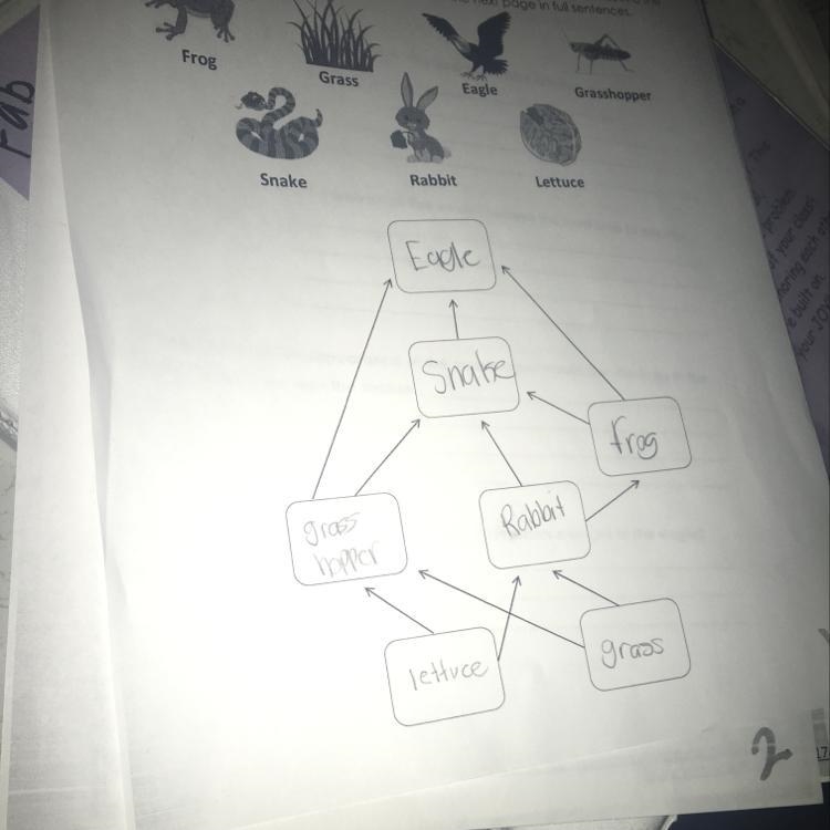 Here is the food web-example-1