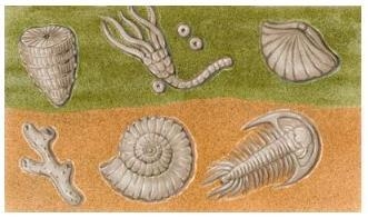 If an unconformity exists between these two layers of fossils, which statement is-example-1