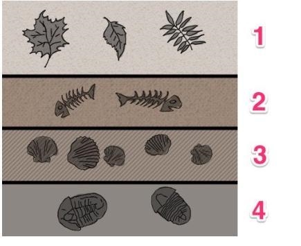 The fossil evidence found in these sedimentary layers BEST implies that A) land plants-example-1