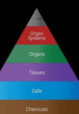 Description of the functions of the organ systems Organs of both systems labeled in-example-2