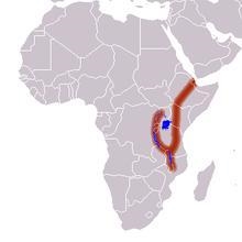 In which region of the African continent is the Great Rift Valley located? North Africa-example-1