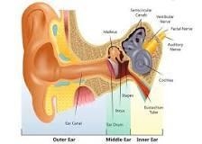 Explain how human ear work?​-example-1