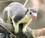 Analyze the photo below and answer the question that follows. The grizzled giant squirrel-example-1