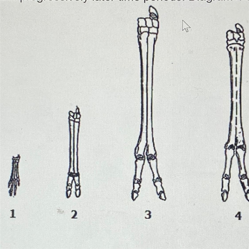 Diagram 1 shows the fossilized remains of the lower portion of a camel's leg. Each-example-1