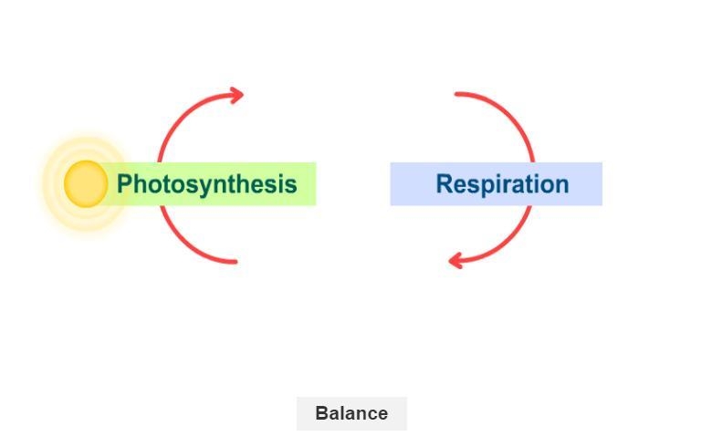 Look at the red arrows, and think about the photosynthesis and respiration reactions-example-1