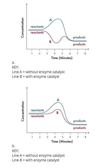 The graph below represents a biochemical reaction that is taking place in an organism-example-2