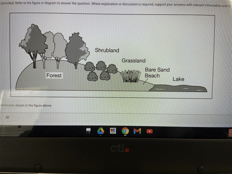 Identify the oldest stage of succession shown in the figure-example-1