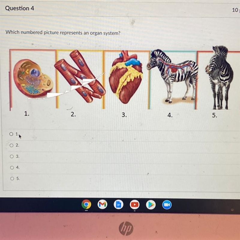 Which numbered picture represents an organ system? 1. 2. 3. 4. 5. O 2 O 3 04. O 5.-example-1