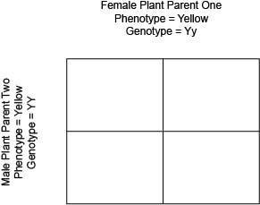 In pea plants, the gene for the color of the seed has two alleles. In the following-example-1