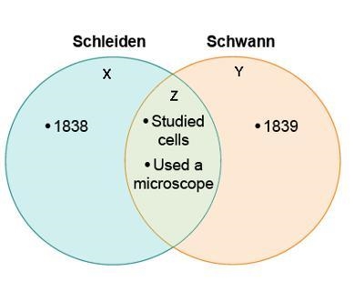 This Venn diagram compares Schleiden and Schwann. Where would this phrase belong on-example-1