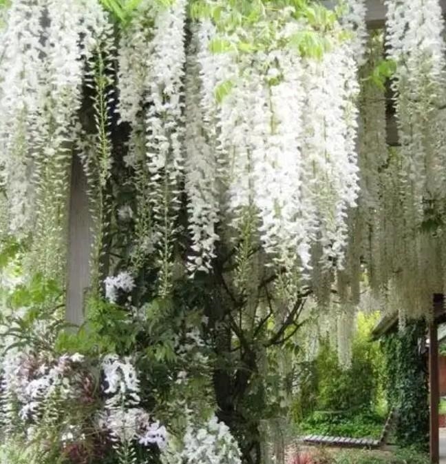 Could you please attach a picture of Wisteria and also define it ? ʕ ꈍᴥꈍʔ​-example-1