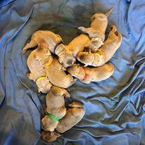 My puppies are a week old now!-example-1