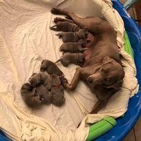 My puppies are a week old now!-example-2