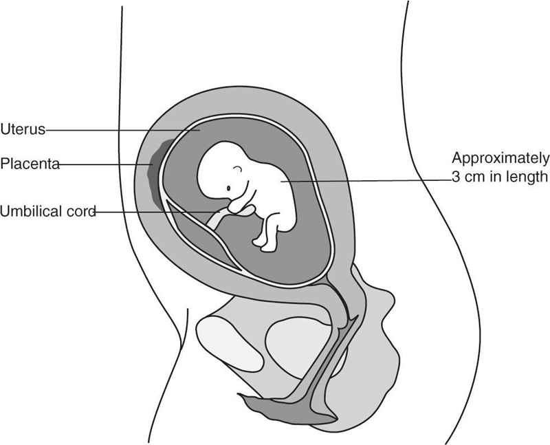 The following image shows one stage of a pregnancy. Which stage of pregnancy is it-example-1