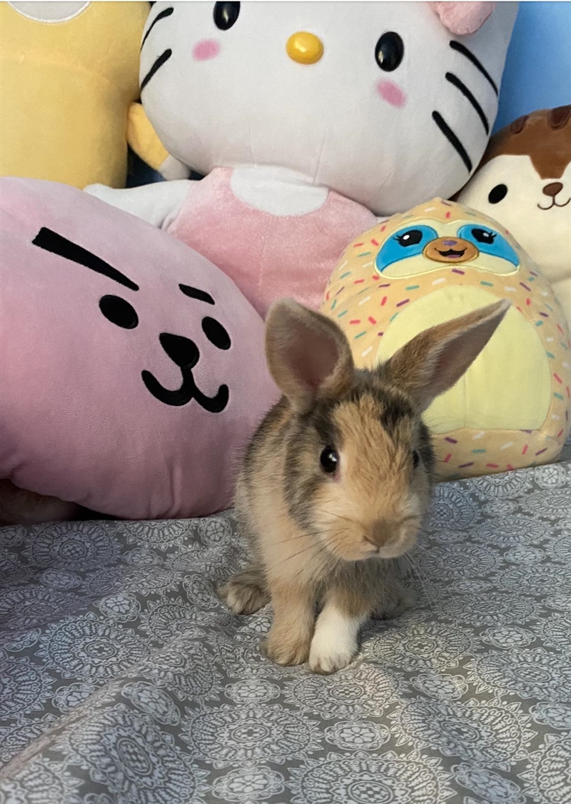 Show me your pets!! here's my bunny, his name is miffi :)-example-1