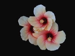 I Need three pictures of flowers that have more than 2 colors and have black in their-example-5