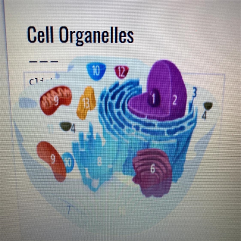 Structure number 2 is the_______ and most like the______ system in the human body-example-1