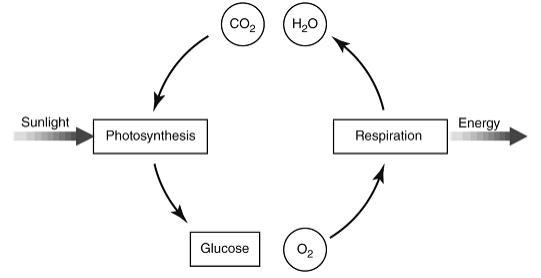 PLS HELP The diagram below shows the relationship between respiration and photosynthesis-example-1