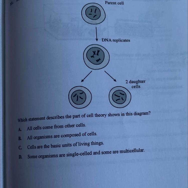 Diagram of mitosis shown below. Which statement describes the part of Cell Theory-example-1