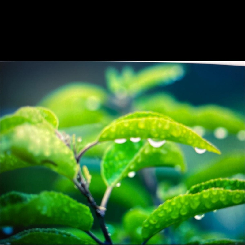 look at the image of the water drops on the leaves. predict where this water came-example-1