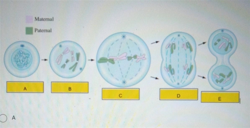 PLS HELP which of these phrases is anaphase?​-example-1