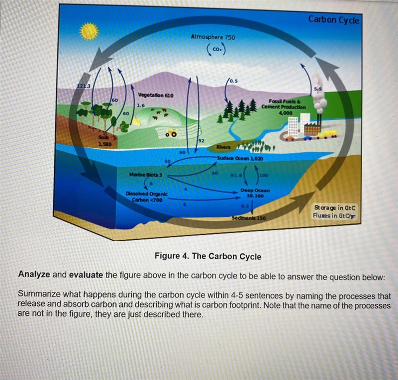 Plss help me with this carbon cycle!!!!-example-1