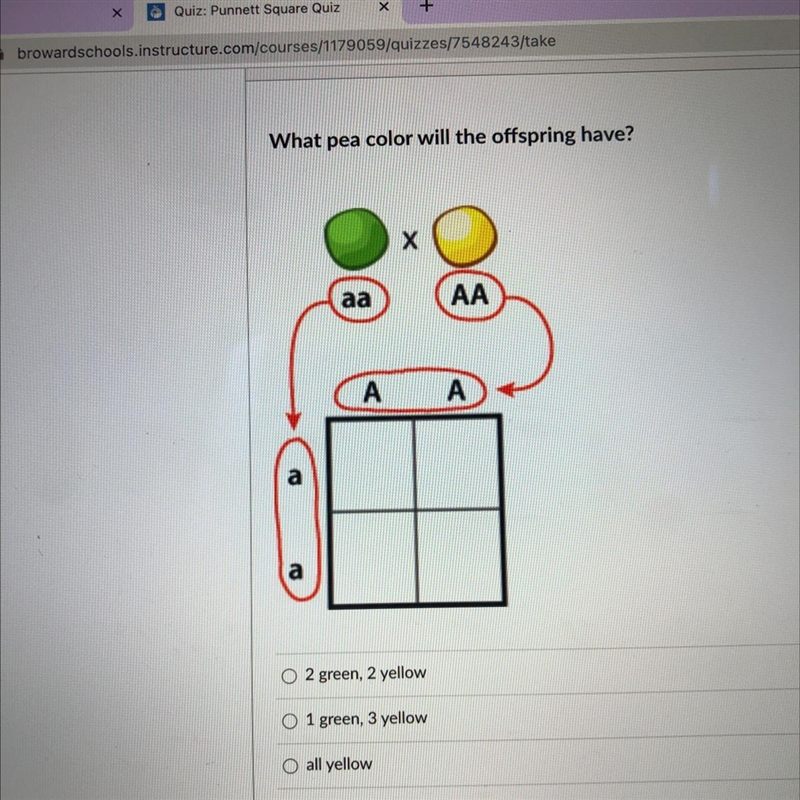 What pea color will the offspring have? A) 2 green, 2 yellow B)1 green, 3 yellow C-example-1