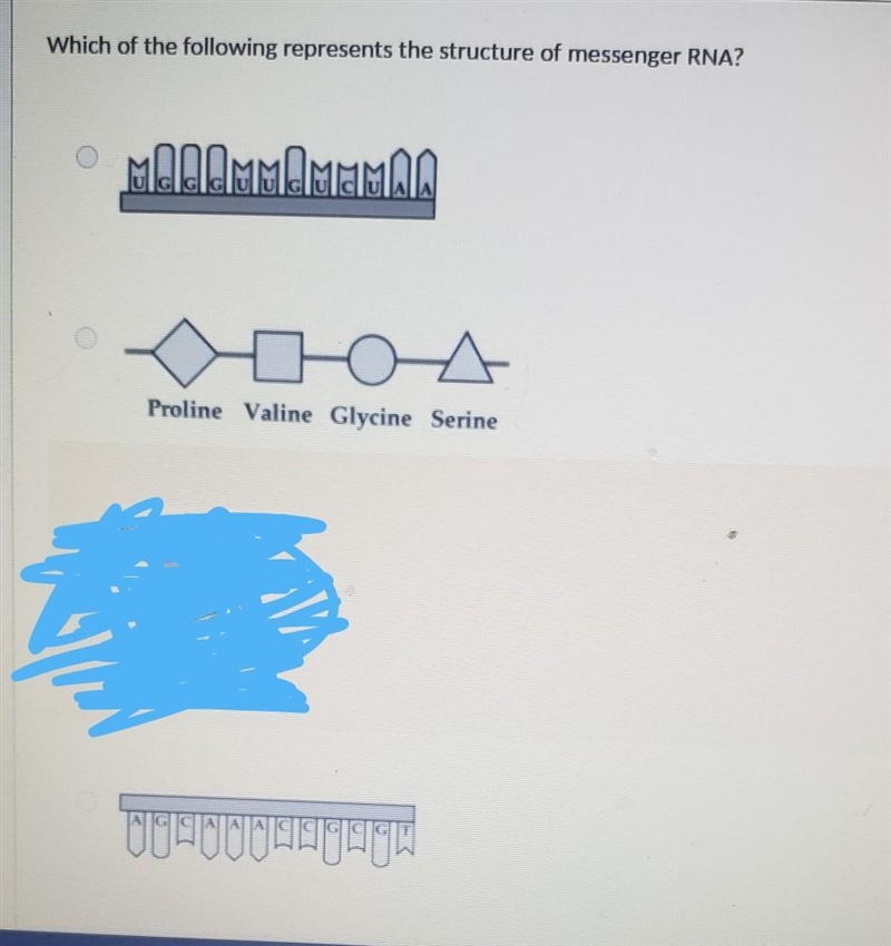 Which of the following represents the structure of messenger RNA?​-example-1