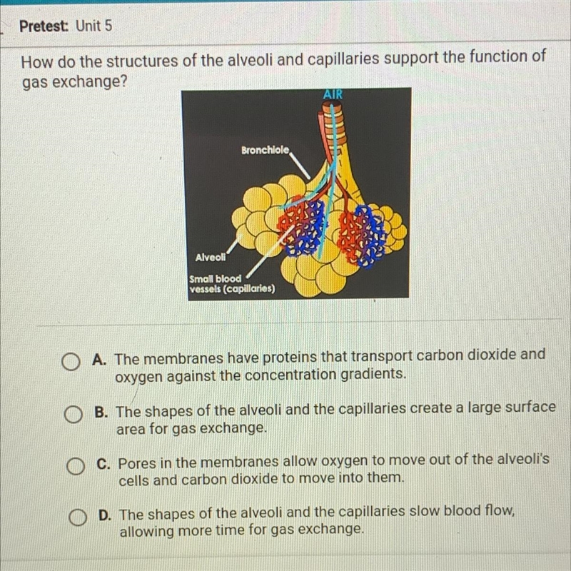 How do the structures of the alveoli and capillaries support the function of gas exchange-example-1