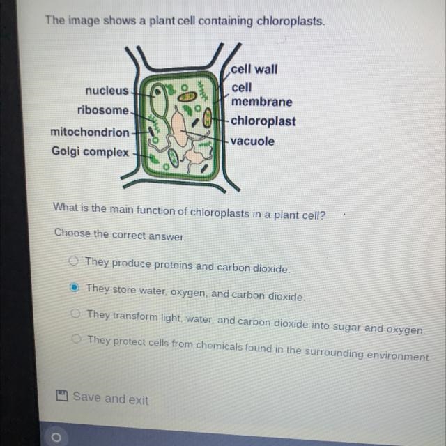 The image shows a plant cell containing chloroplasts. nucleus ribosome mitochondrion-example-1