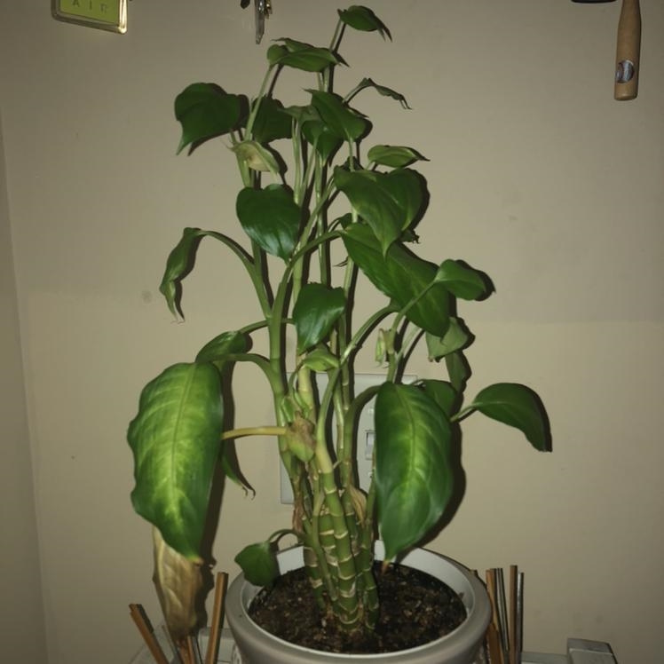 DOES ANYONE KNOW WHAT KIND OF PLANT THIS IS?!?!-example-1