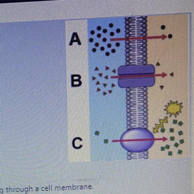 The illustration represents particles moving through a cell membrane. What image represents-example-1