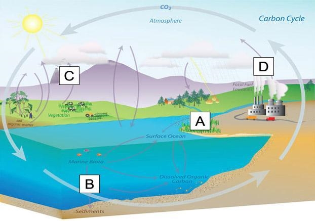 In the image below, in which location is carbon released into the atmosphere? A B-example-1