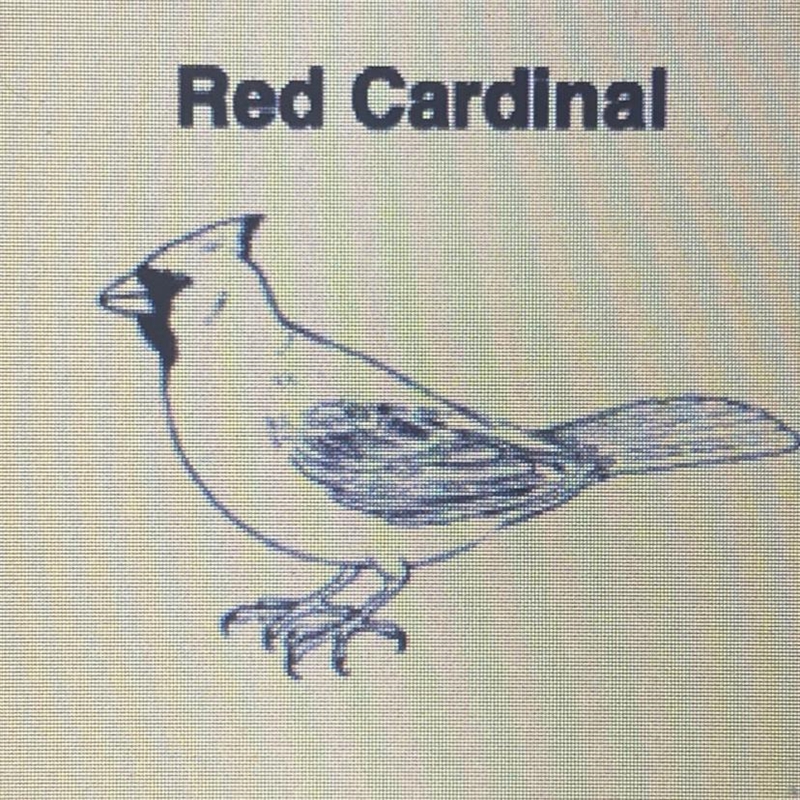 Red Cardinal Which characteristic supports the hypothesis that this bird spends a-example-1