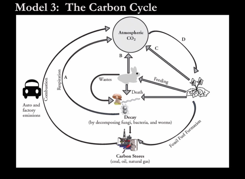 List the process(es) you see in the model that take carbon dioxide OUT of the atmosphere-example-1