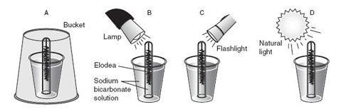 Refer to the experimental set-up above. What is the purpose of the overturned bucket-example-1