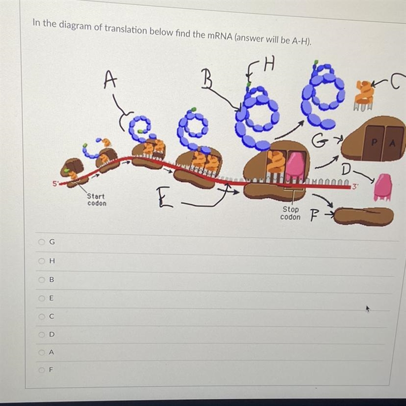 In the diagram of translation below find the mRNA (answer will be A-H).-example-1