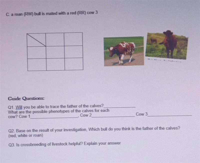 Mystery Bull pls help me-example-1